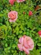 Rosa Botticelli® Meisylphorosa Meilland a cespuglio Rosa Botticelli® Meisylphorosa Meilland a cespuglio
