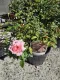 Rosa Botticelli® Meisylphorosa Meilland a cespuglio Rosa Botticelli® Meisylphorosa Meilland a cespuglio
