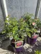 Rosa Peach Drift® MeiggiliRosa Meilland a cespuglio Rosa Peach Drift® MeiggiliRosa Meilland a cespuglio