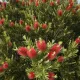 Callistemon Laevis