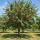 Ciliegio Durone Nero di Vignola 2Pianta da frutto di Ciliegia Durone Nero di Vignola 2Varietà Autosterile Ciliegio Durone Nero di Vignola 2Pianta da frutto di Ciliegia Durone Nero di Vignola 2Varietà Autosterile