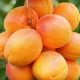 Albicocco San Castrese  Pianta da frutto di Albicocca San Castrese Varietà Autofertile