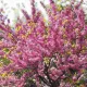 Cercis siliquastrum - Albero di giuda