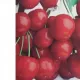 Ciliegio Bigarrreau Burlat Pianta da frutto di Ciliegia Bigarreau Burlat  Varietà Parzialmente autosterile 