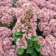 Escallonia laevis Pink Elle®