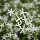 Jasminum Sambac Gelsomino Sambac