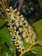 Lauroceraso Novita 