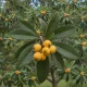 Nespolo del Giappone  Pianta da frutto di Nespolo del Giappone Varietà Autofertile