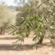 Olivo Grossa di Spagna Pianta da frutto di Oliva Grossa di Spagna Varietà da mensa Autosterile Parzialmente Autofertile