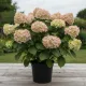 Ortensia Hydrangea paniculata Fire light®