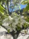Pero da Fiore Pyrus calleryana Chanticleer 