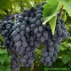 Pianta di vite Uva Pizzuttello Nero innestata e certificata  Antica Varietà di Uva da tavola