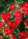 Rosa La Sevillana® Rossa rosa Meilland rampicante