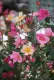 Rosa Mutabilis  rosa antica chinensis fluribonda a cespuglio