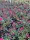 Rosa Pink Flash® rosa a cespuglio Rosa Pink Flash® rosa a cespuglio