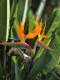 Strelitzia Reginae Uccello del Paradiso