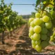 Pianta di vite Uva Americana Bianca Fragola Isabella innestata e certificataVarietà da tavola Pianta di vite Uva Americana Bianca Fragola Isabella innestata e certificataVarietà da tavola