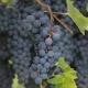 uva americana fragola nera frutti di un filare uva americana fragola nera frutti di un filare
