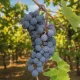 Pianta di vite Uva Americana Nera Fragola Isabella innestata e certificata  Varietà da Tavola 