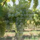 Pianta di vite Uva Luglienga o Uva di Sant'Anna innestata e certificata Antica Varietà da tavola