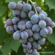 Pianta di vite Uva Moscato d'Amburgo innestata e certificata  Varietà da tavola