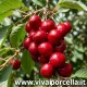 Ciliegio Ferrovia Pianta da frutto di Ciliegia Ferrovia  Varietà Autosterile 