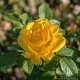 Rosa Paesaggistica Golden Bonica® Meianycid  Rosa Meilland a cespuglio