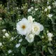 Rosa Paesaggistica Bianca Rosa Paesaggistica Bianca