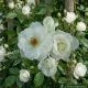 Rosa Paesaggistica Bianca