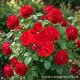 Rosa Paesaggistica Scarlet Bonica® Meiscarlebo Rosa Meilland a cespuglio