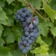 Pianta di vite Uva Americana Nera Fragola Isabella innestata e certificata  Varietà da Tavola 