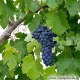 Pianta di vite Uva Apirene Nera innestata e certificata  Varietà da tavola 
