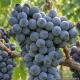 Pianta di vite Uva Barbera innestata e certificata  Varietà da vino