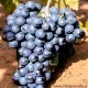 Pianta di vite Uva Ormeasco o Dolcetto innesta e certificataVarietà da vino Pianta di vite Uva Ormeasco o Dolcetto innesta e certificataVarietà da vino