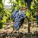 Pianta di vite Uva Ormeasco o Dolcetto innesta e certificataVarietà da vino Pianta di vite Uva Ormeasco o Dolcetto innesta e certificataVarietà da vino