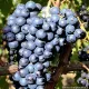 Pianta di vite Uva Ormeasco o Dolcetto innesta e certificata Varietà da vino
