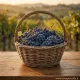 Pianta di vite Uva Granaccia innestata e certificata Varietà da vino Pianta di vite Uva Granaccia innestata e certificata Varietà da vino