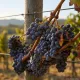 Pianta di vite Uva Granaccia innestata e certificata  Varietà da vino 