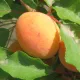 Albicocco Pisana Autofertile (Prunus armeniaca)