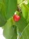 Ciliegia Bigarreau Napoleon Autoincompatibile (Prunus avium)