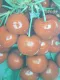 Ciliegia Bigarreau Van Autoincompatibile (Prunus Avium)