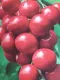 Ciliegia Ferrovia (Autosterile) (Prunus Avium)