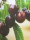 Ciliegia Kordia (Autosterile) (Prunus Avium)