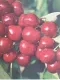Ciliegia Sunburst Autofertile (Prunus Avium)