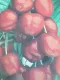 Ciliegia Durone Vignola 3 Autoincompatibile (Prunus avium)