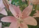Lilium Asiatico Pink (Giglio)