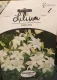 Lilium Asiatico White (Giglio)