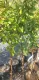 Mandorlo Super Nova Guscio semi-tenero Autofertile (Prunus dulcis)
