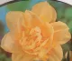 Narciso fiore doppio Golden Ducat