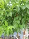 Susino Friar (Autosterile) (Prunus domestica)